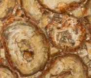 Detallo técnico: PETRIFIED WOOD BROWN, piedra semi preciosa natural pulida de Namibia 