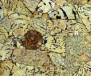 Detallo técnico: FELDSPATH TIGER WITH AMMONITES, piedra semi preciosa natural pulida surafricana 